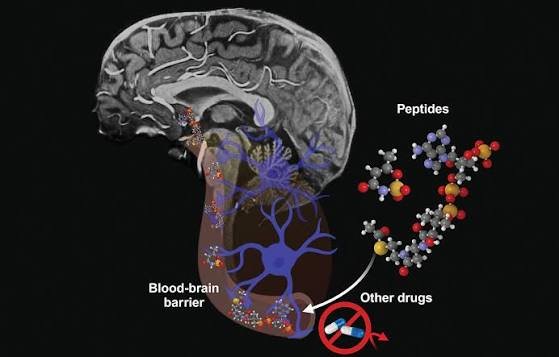 Cognitive & Neuropeptides