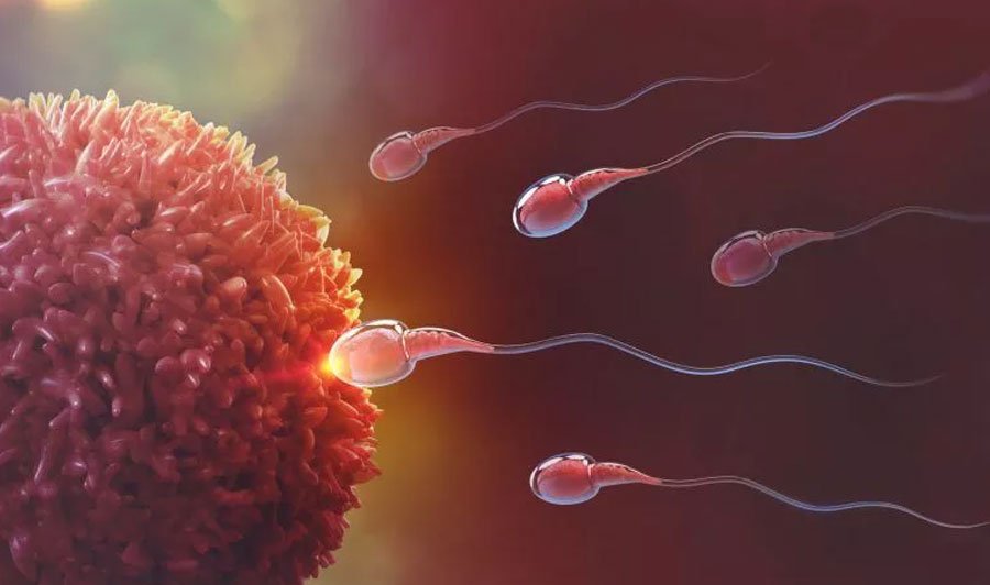 Reproductive & Hormone